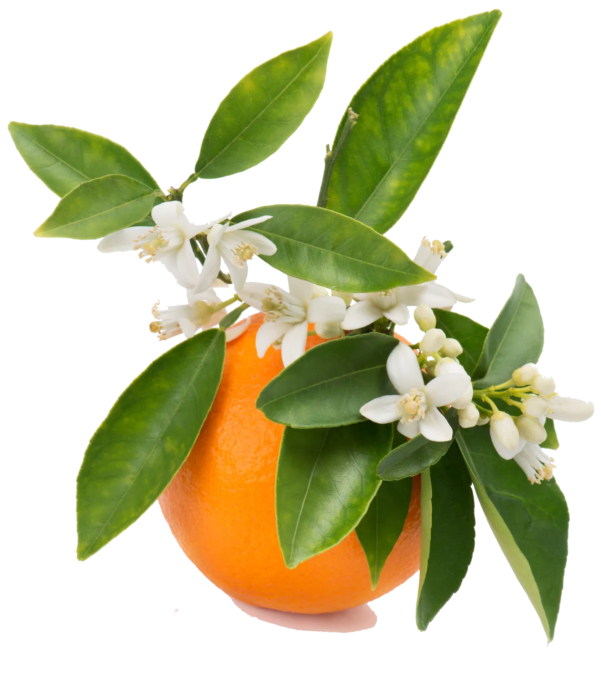 w1200_fad6_pngegg.webp